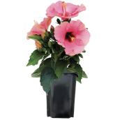 Serres Yargeau 4.7-in Assorted Hibiscus