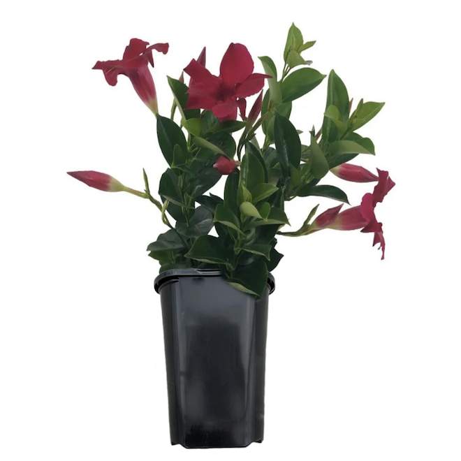 Serres Yargeau 4.7-in Assorted Mandevilla