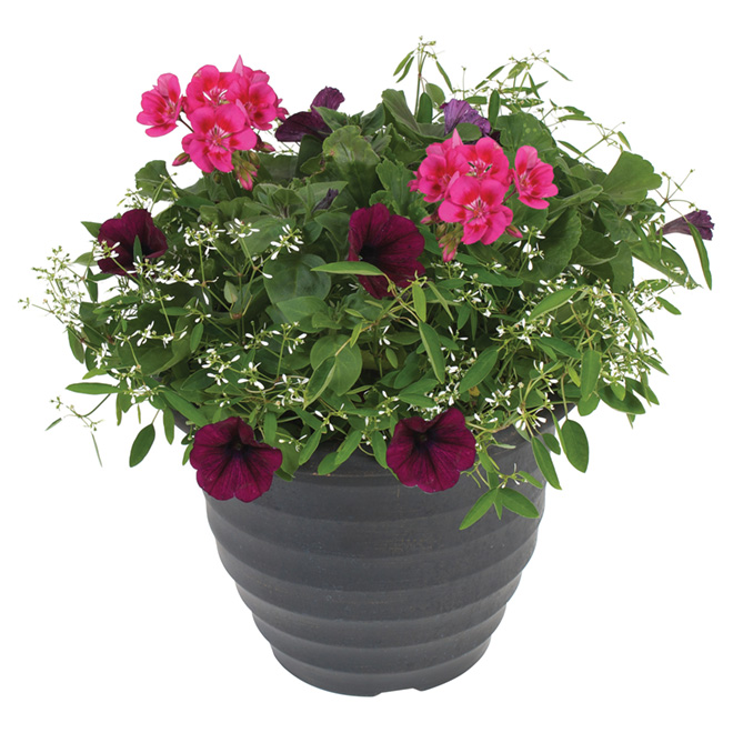 Late Annuals Planter - 10-in