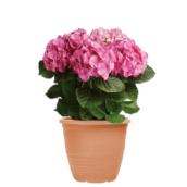 8-in H Varicoloured Hydrangea