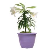 6-in H Potted Easter Lily