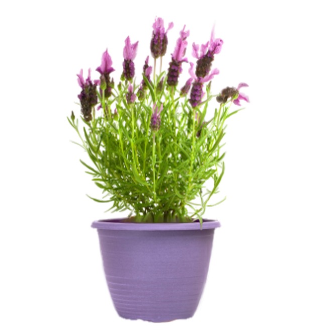 6-in H Multicolour Easter Lavender