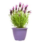 Lavande de Pâques en pot 6 po h. de couleurs variées