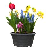 10-in H Easter Bulb Flower Variety
