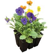 Lot de 6 pensées annuelles hâtives