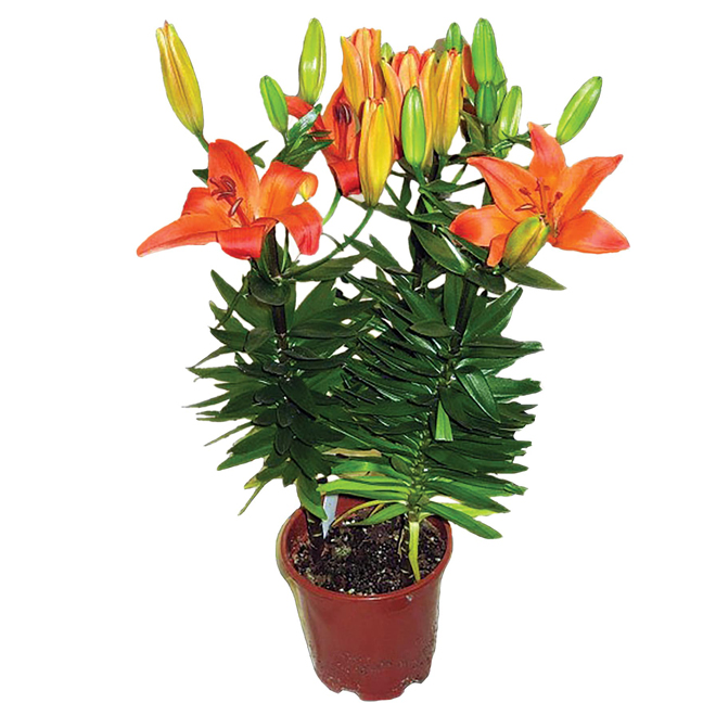Plante - lys de Pâques main image 1