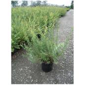 Salix Hakuro Nishiki, contenant de 2 ou 3 gallons