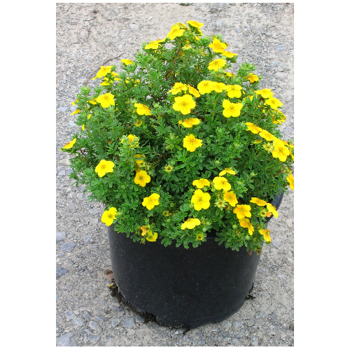 Potentilla, Assorted, 2 Gallon Pot