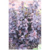 Physocarpus 'Diabolo', contenant de 2 à 3 gallon