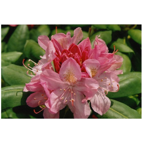Assorted Rhododendron BERAS0003 | RONA