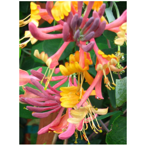 Assorted Vine - 2 Ga VIAST0002 | RONA