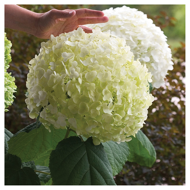 Hydrangea Incrediball - White - 2-Gal.