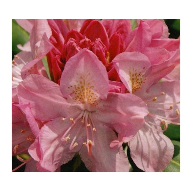 Assorted Rhododendron BERHO0002 | RONA