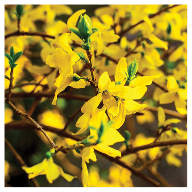 Forsythia - 2-Gal Containers