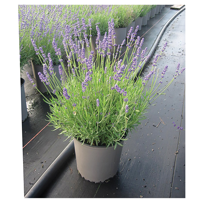 Willowbrook Lavender Plant 1 Gallon Assorted Pelavas01 Rona