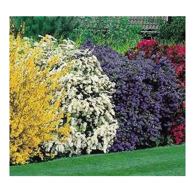 Flowering Shrubs - Assorted - 5 Gal. Containers