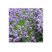 Lavande assortie, pot de 10''