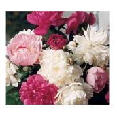 Peonies - Assorted Colours - 10''/Pot