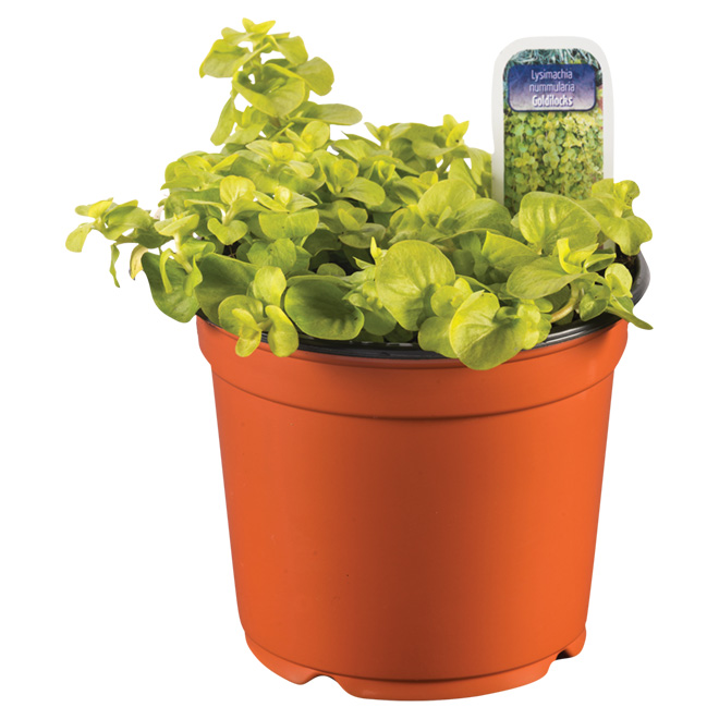 Accent Plant 3 1/2-in Assorted Colour