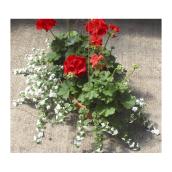 Balconnière ovale, plantes assorties, 16 po