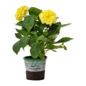 Dahlia en pot de 3,5 po