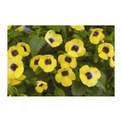 Jardin d'ombre, pot de 3,5 po, couleurs assorties
