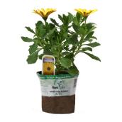 Osteospermum, pot de 3,5 po, couleurs assorties