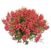 Deluxe Hanging Basket - 10-in - Assorted Colours