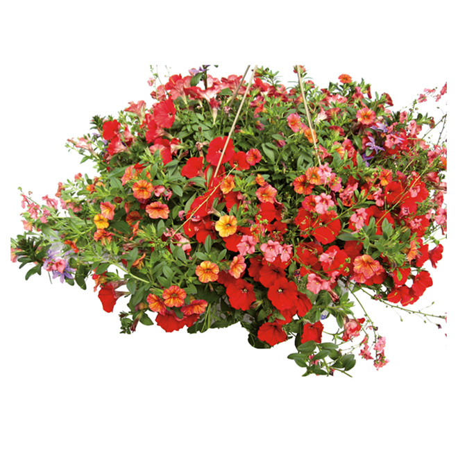 SERRES FLORAPLUS "Deluxe" hanging basket RONA