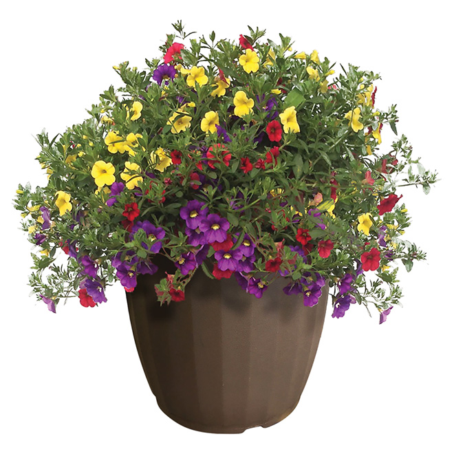 Serres Floraplus Summer Patio planter - 12-in APO12 | RONA