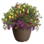Jardinière de patio été, Serres Floraplus, 12 po