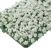 Annuelles, Serres Floraplus, cell-pack, #606, assorties