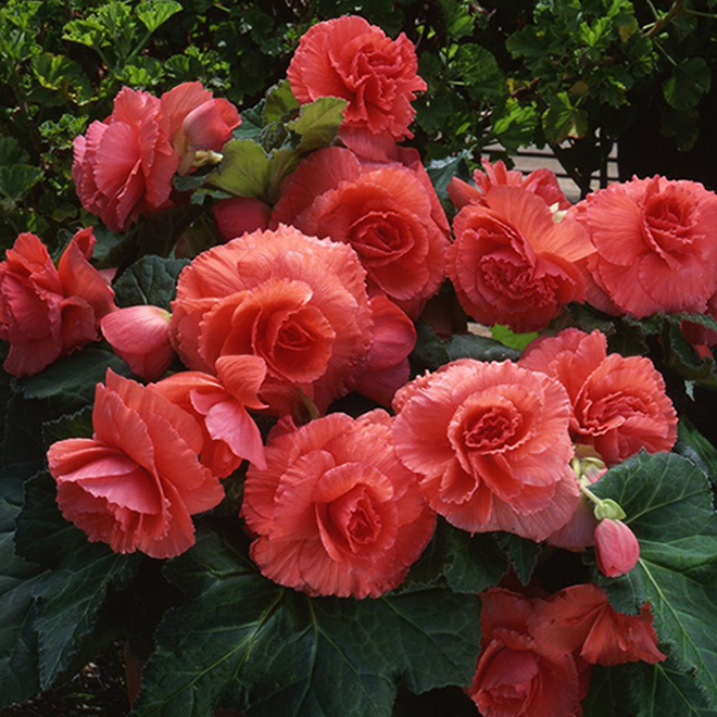 Assorted Begonia - 5-in Pot