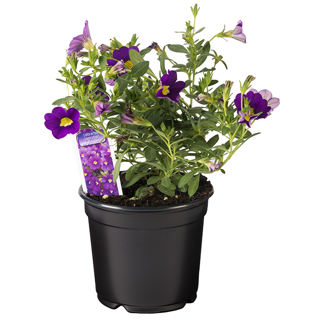 Patio Passion - 3.5-in - Assorted Colours