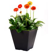 Square Patio Pot - 12-in - Flowers with Assorted Colours