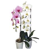 Orchidée Phalaenopsis cascades, pot de 5'', couleurs assorties