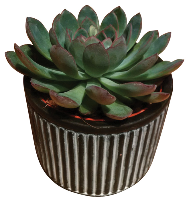 Foliera Assorted Succulent 5 Pot Ug6102 Rona 7148