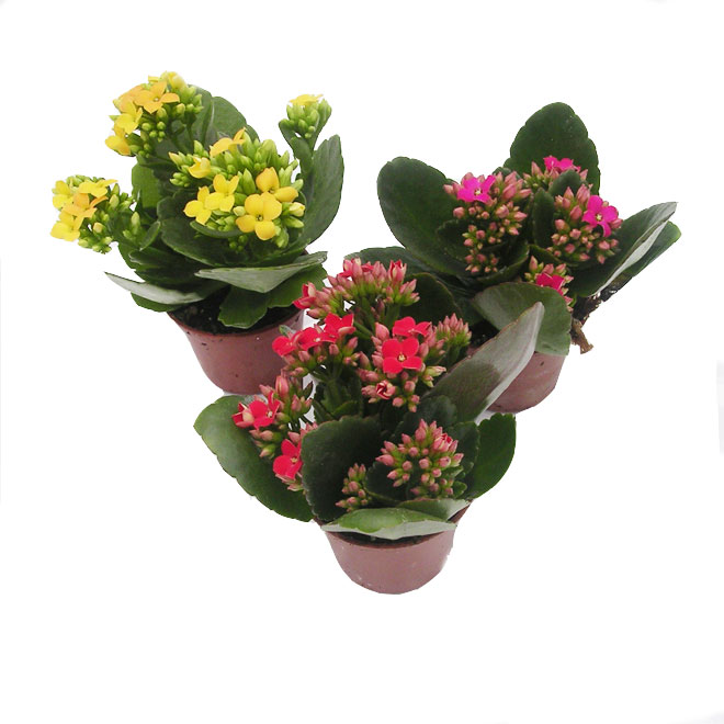 Kalanchoe - 4