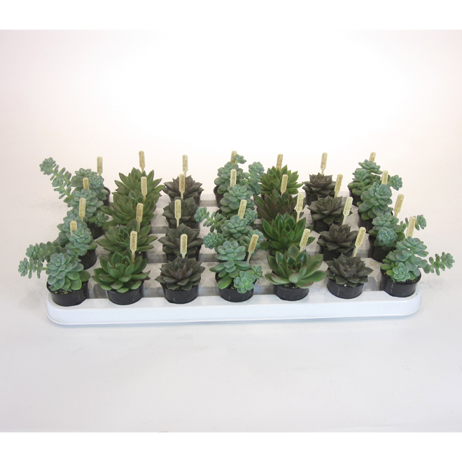 Succulente Assortie 25 G4631 Rona 5965