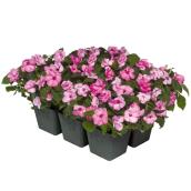 Annual Flowers - 6-Pack Cell-Pak - Assorted Colours