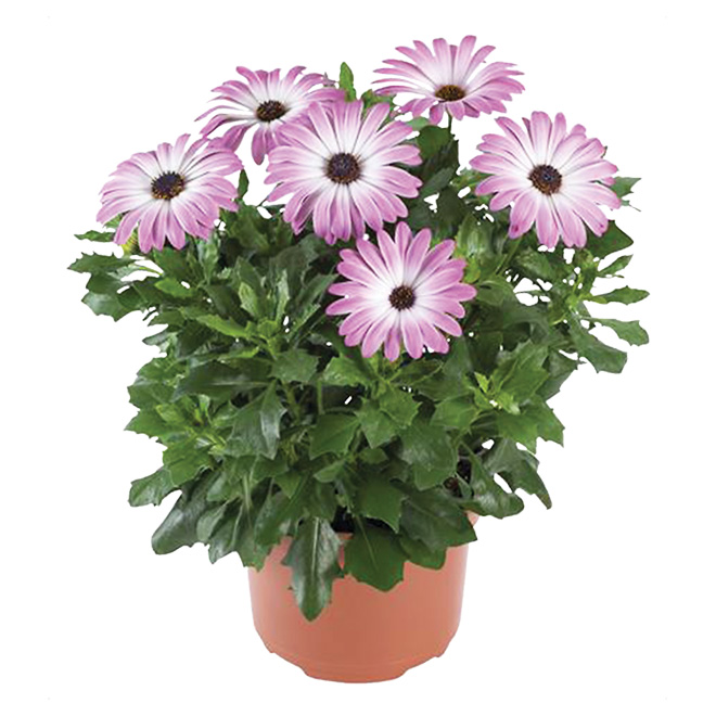 SYLVAIN CLEROUX Fleurs annuelles assorties, pot de 4'' 052000 RONA