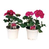 Géranium, couleurs assorties, pot de 3,5 po