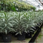 Plantes tropicales assorties, pot de culture ede 10 po