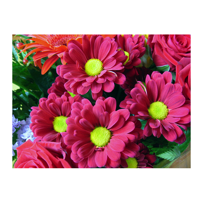 SYLVAIN CLEROUX Spring Assorted Chrysanthemum - 6-in Grower