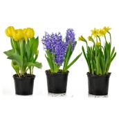 Bulbes du printemps assortis, pot de culture 6 po