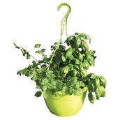 Fresh Herbs Hanging Basket - Decorative Pot - 10.5-in