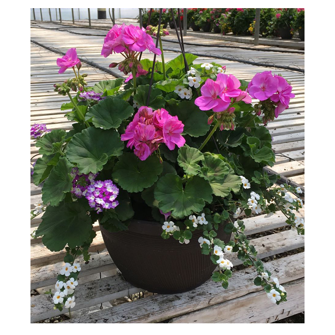 Deluxe Annual Hanging Basket 13in 118000 RONA