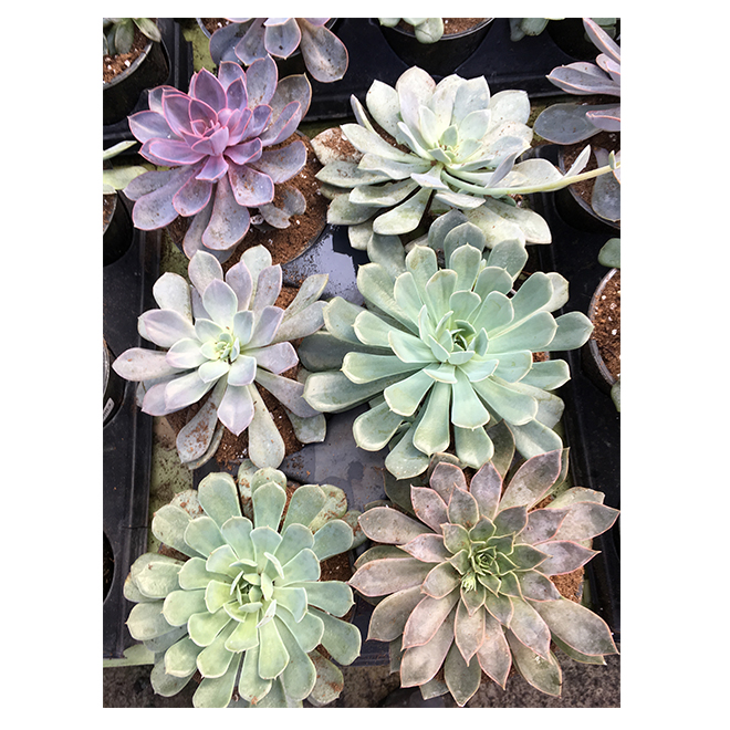 Assorted Succulent Plants 6 Pot 151 300 Rona 6601