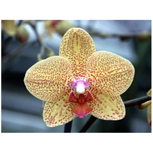 PARADIS DES ORCHIDEE Phalaenopsis - 5-In - 6-7 Flowers 130 | RONA