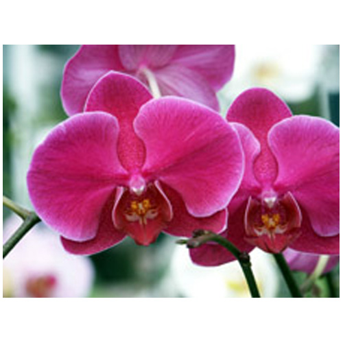 PARADIS DES ORCHIDEE Phalaenopsis - 5-In - 8-9 Flowers 140 | RONA